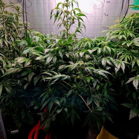 Auto Grow Cannabis group grow  #1 growlog photo: Raise both up to same light level of Jack Herera. 