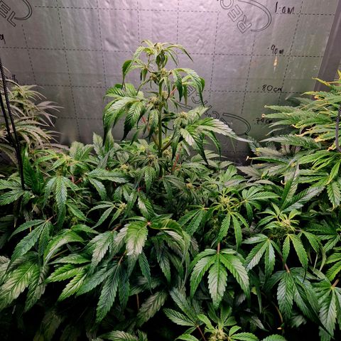 Auto Grow Cannabis group grow  #1 growlog photo: Raise both up to same light level of Jack Herera. 
