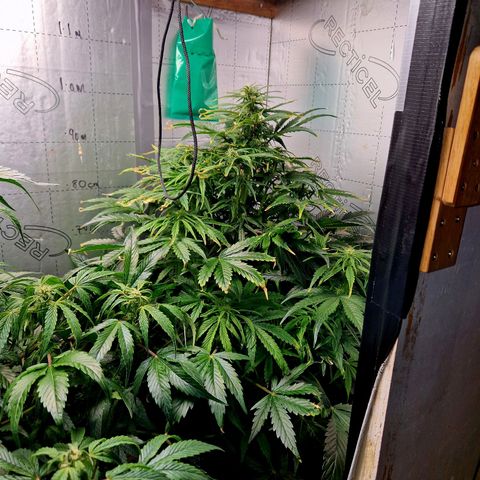 Auto Grow Cannabis group grow  #1 growlog photo: Raise both up to same light level of Jack Herera. 