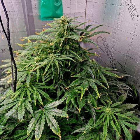 Auto Grow Cannabis group grow  #1 growlog photo: Raise both up to same light level of Jack Herera. 