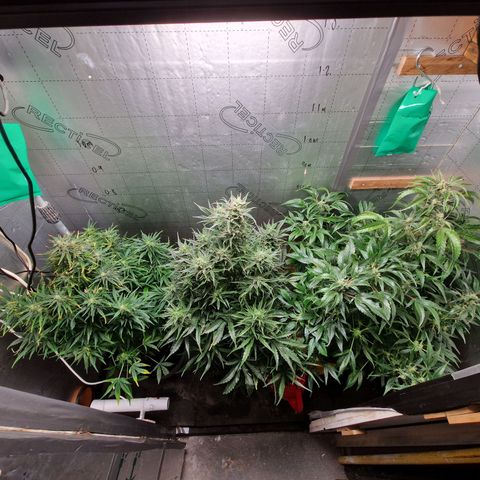 Auto Grow Cannabis group grow  #1 growlog photo: Grow off girls look like 2 different strains! 
