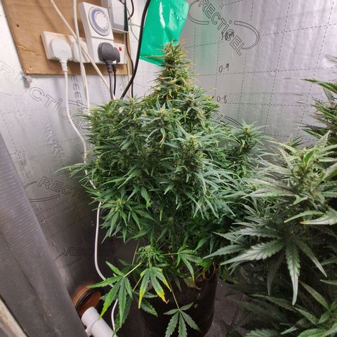Auto Grow Cannabis group grow  #1 growlog photo: Grow off girls look like 2 different strains! 