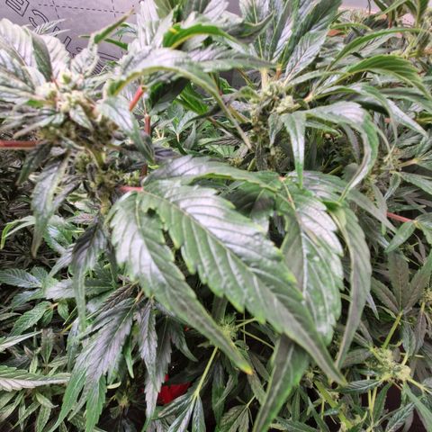 Auto Grow Cannabis group grow  #1 growlog photo: Grow off girls look like 2 different strains! 