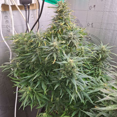 Auto Grow Cannabis group grow  #1 growlog photo: Grow off girls look like 2 different strains! 
