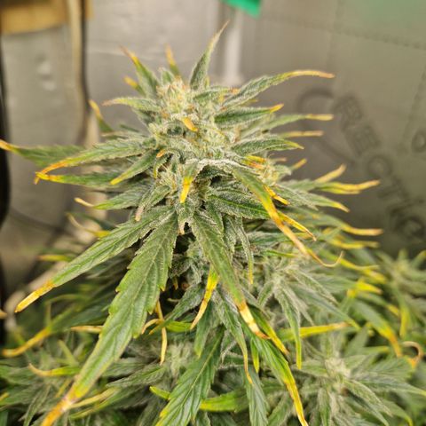 Auto Grow Cannabis group grow  #1 growlog timeline photo