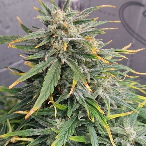 Auto Grow Cannabis group grow  #1 growlog timeline photo