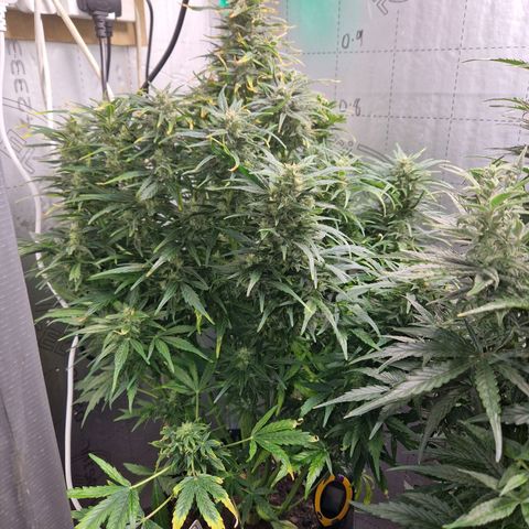 Auto Grow Cannabis group grow  #1 growlog timeline photo