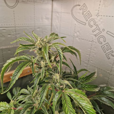 Auto Grow Cannabis group grow  #1 growlog timeline photo