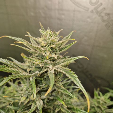 Auto Grow Cannabis group grow  #1 growlog timeline photo