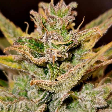 Auto Grow Cannabis group grow  #1 growlog photo: Coming along nicely. 