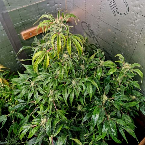 Auto Grow Cannabis group grow  #1 growlog photo: Coming along nicely. 