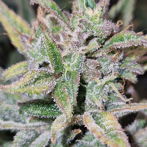 Auto Grow Cannabis group grow  #1 growlog photo: Coming along nicely. 