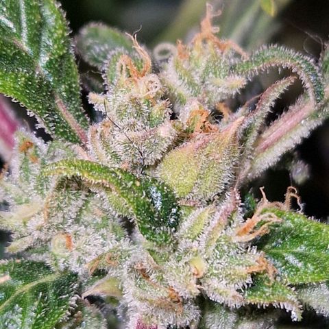 Auto Grow Cannabis group grow  #1 growlog photo: Coming along nicely. 