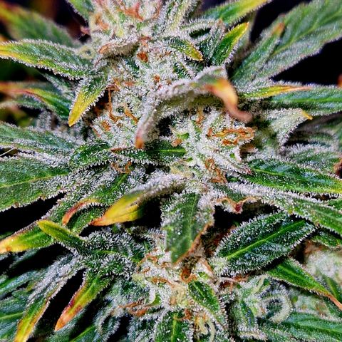 Auto Grow Cannabis group grow  #1 growlog photo: Coming along nicely. 