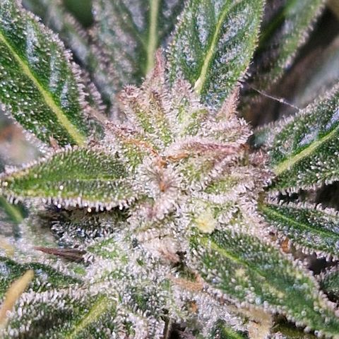 Auto Grow Cannabis group grow  #1 growlog photo: Coming along nicely. 