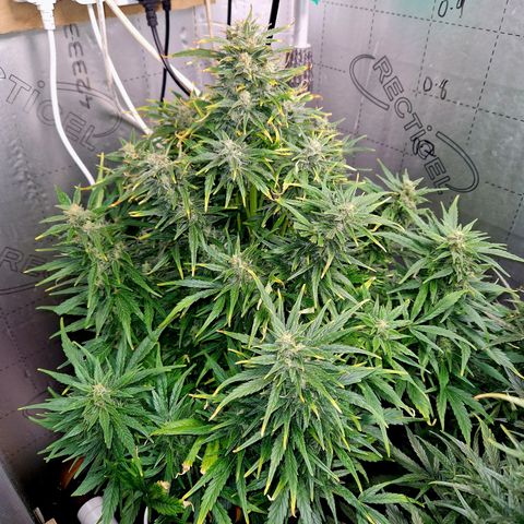 Auto Grow Cannabis group grow  #1 growlog photo: Coming along nicely. 
