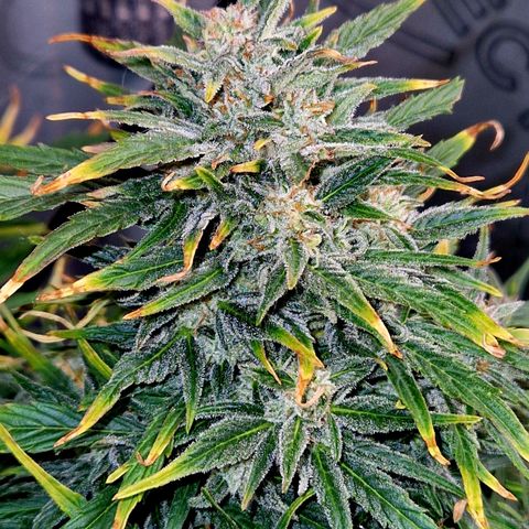 Auto Grow Cannabis group grow  #1 growlog photo: Coming along nicely. 