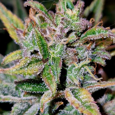 Auto Grow Cannabis group grow  #1 growlog photo: Coming along nicely. 