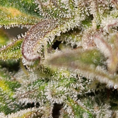 Auto Grow Cannabis group grow  #1 growlog photo: Coming along nicely. 