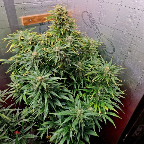 Auto Grow Cannabis group grow  #1 growlog photo: Golden ticket looking good. 