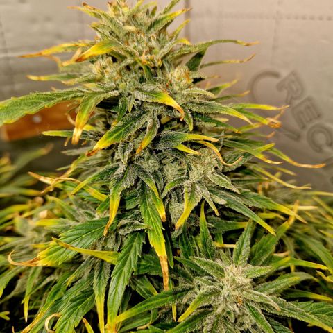 Auto Grow Cannabis group grow  #1 growlog photo: Golden ticket looking good. 