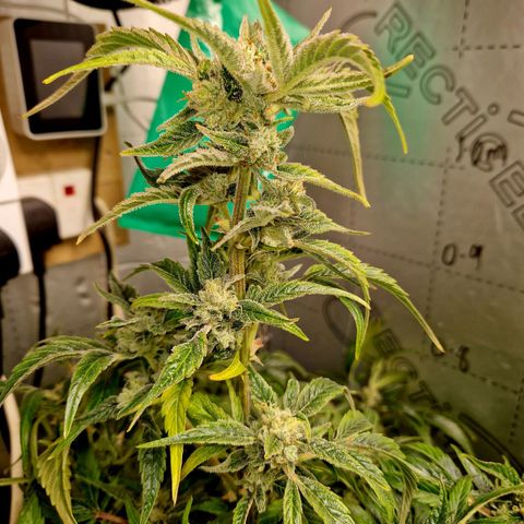 Auto Grow Cannabis group grow  #1 growlog photo: Golden ticket looking good. 
