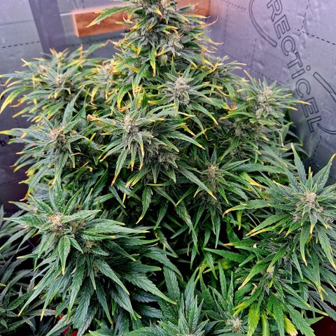 Auto Grow Cannabis group grow  #1 growlog photo: Golden ticket looking good. 