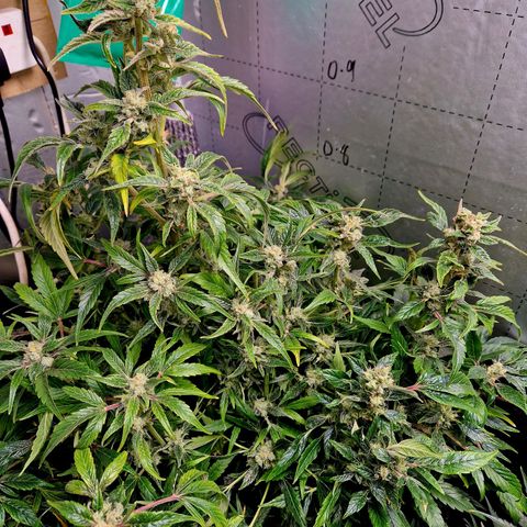 Auto Grow Cannabis group grow  #1 growlog photo: Golden ticket looking good. 