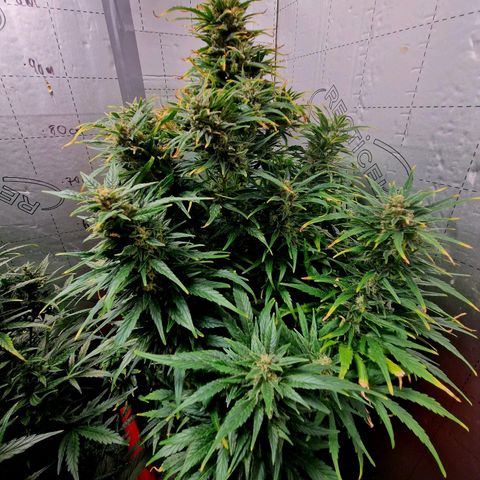 Auto Grow Cannabis group grow  #1 growlog photo: Golden ticket looking good. 