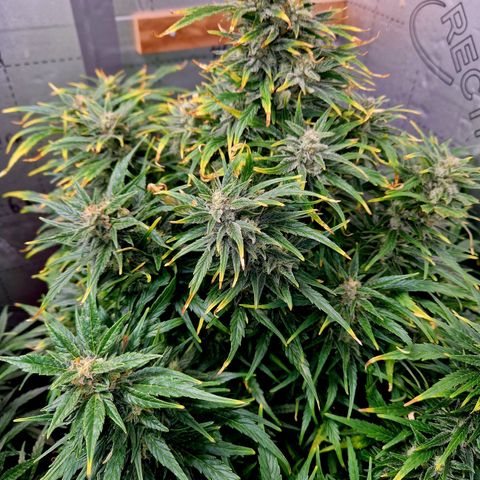 Auto Grow Cannabis group grow  #1 growlog photo: Golden ticket looking good. 