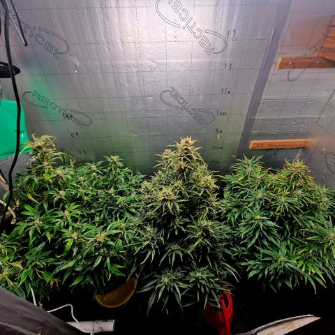Auto Grow Cannabis group grow  #1 growlog photo: Golden ticket looking good. 