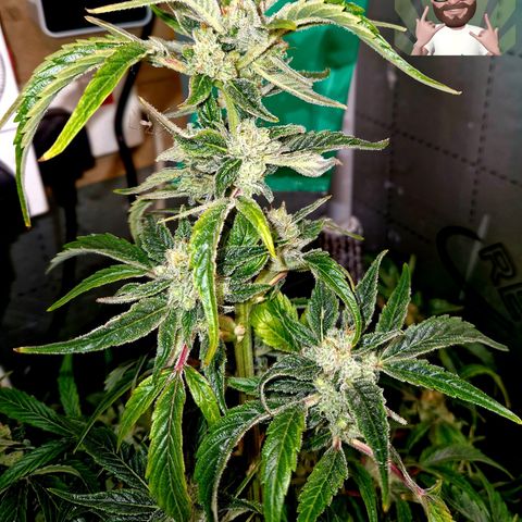 Auto Grow Cannabis group grow  #1 growlog timeline photo