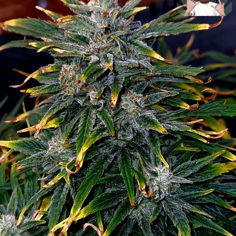 Auto Grow Cannabis group grow  #1 growlog timeline photo