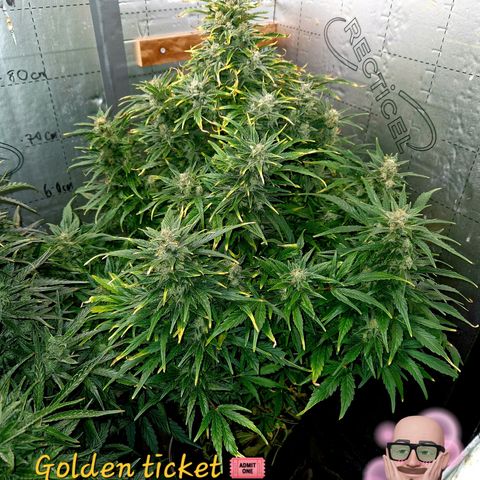 Auto Grow Cannabis group grow  #1 growlog timeline photo