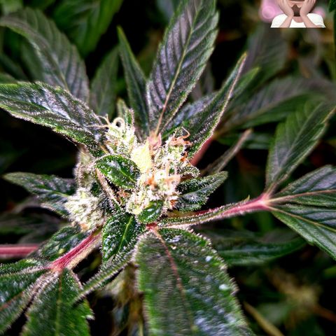 Auto Grow Cannabis group grow  #1 growlog timeline photo