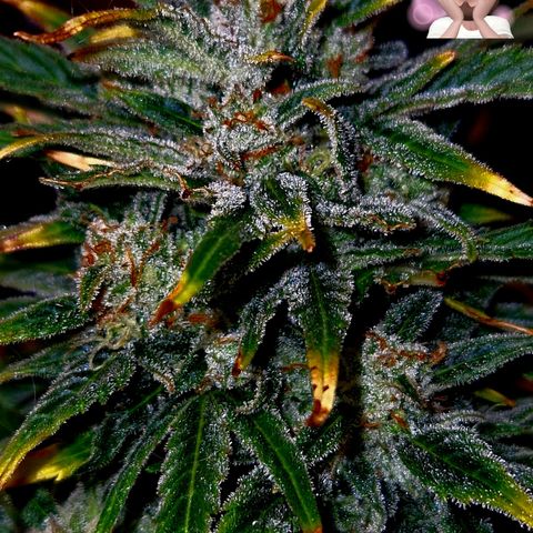 Auto Grow Cannabis group grow  #1 growlog timeline photo