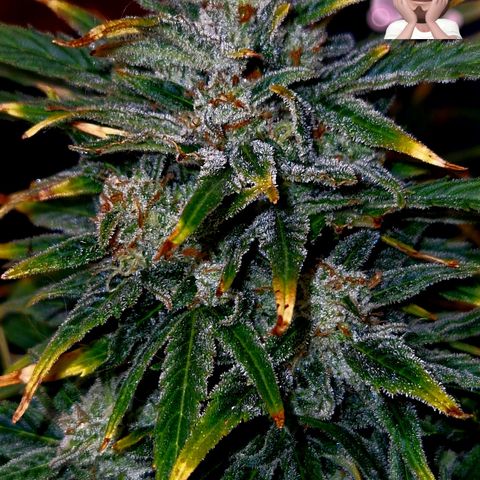 Auto Grow Cannabis group grow  #1 growlog timeline photo