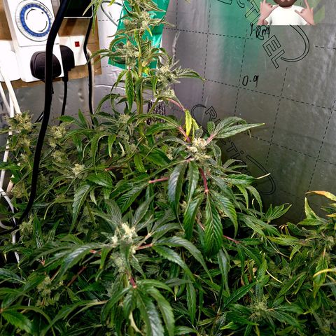 Auto Grow Cannabis group grow  #1 growlog timeline photo