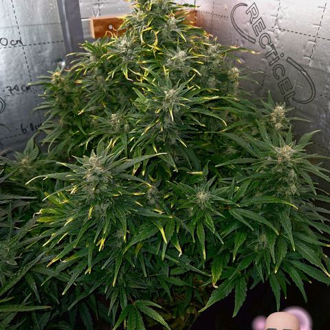 Auto Grow Cannabis group grow  #1 growlog timeline photo