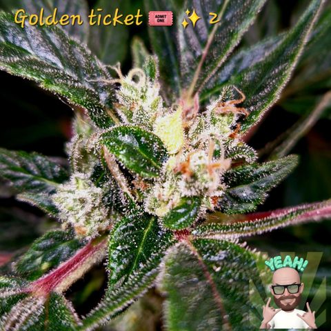 Auto Grow Cannabis group grow  #1 growlog timeline photo