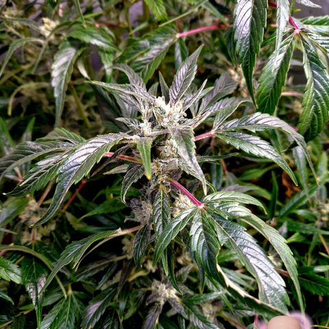 Auto Grow Cannabis group grow  #1 growlog timeline photo