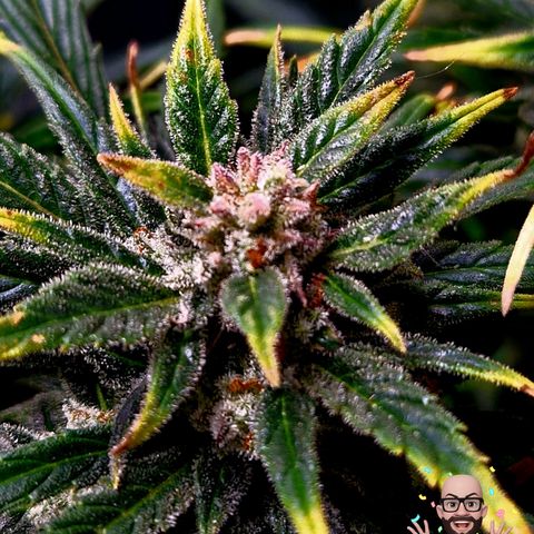 Auto Grow Cannabis group grow  #1 growlog photo: Both girls 👧 looking good, still got at least 14 days to go I predict. 