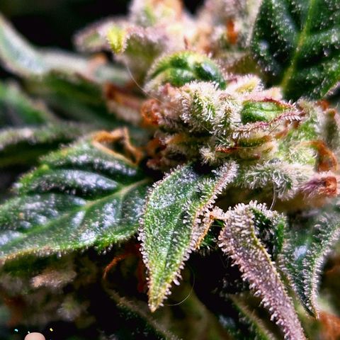Auto Grow Cannabis group grow  #1 growlog photo: Both girls 👧 looking good, still got at least 14 days to go I predict. 