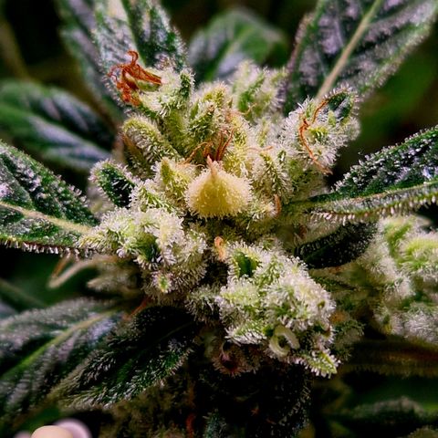 Auto Grow Cannabis group grow  #1 growlog photo: Both girls 👧 looking good, still got at least 14 days to go I predict. 