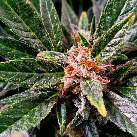 Auto Grow Cannabis group grow  #1 growlog photo: Both girls 👧 looking good, still got at least 14 days to go I predict. 