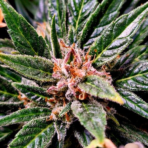 Auto Grow Cannabis group grow  #1 growlog photo: Both girls 👧 looking good, still got at least 14 days to go I predict. 