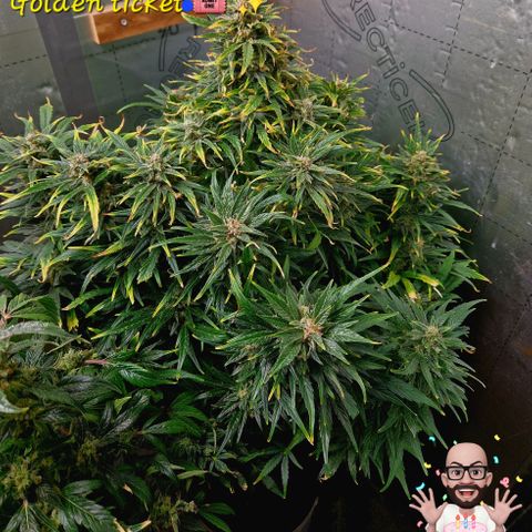 Auto Grow Cannabis group grow  #1 growlog photo: Both girls 👧 looking good, still got at least 14 days to go I predict. 