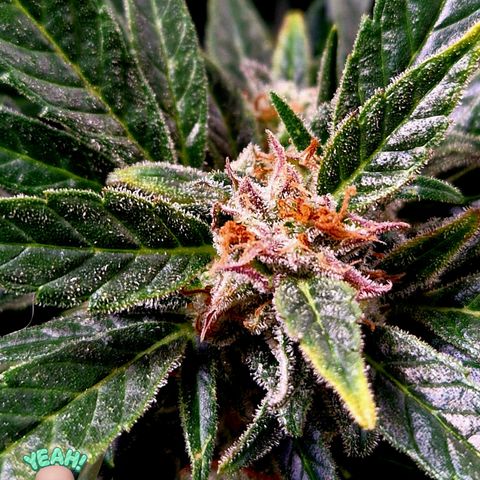 Auto Grow Cannabis group grow  #1 growlog photo: Both girls 👧 looking good, still got at least 14 days to go I predict. 