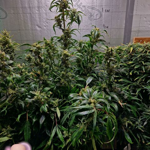 Auto Grow Cannabis group grow  #1 growlog photo: Both girls 👧 looking good, still got at least 14 days to go I predict. 