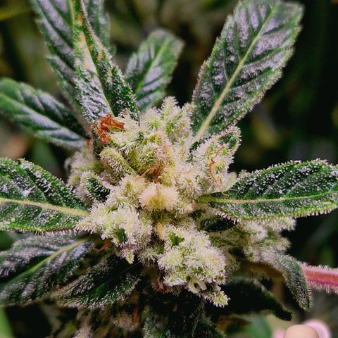 Auto Grow Cannabis group grow  #1 growlog photo: Both girls 👧 looking good, still got at least 14 days to go I predict. 